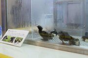 「黒いひよこ」の誕生に立ち会えるかも♪上越科学館で春休み恒例の特別展示　4月5日まで