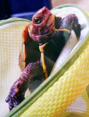 捕獲されたリュウキュウヤマガメ=茨城県土浦市(警視庁提供)