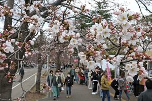 開花宣言された高田城址公園の桜=4月6日、上越市本城町