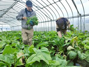 オータムポエムの収穫作業=新発田市下小中山