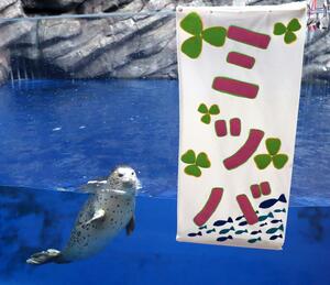 愛称が「ミツバ」に決まったゴマフアザラシ＝１１月１日、上越市五智２