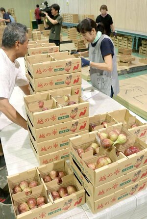 最盛期を迎えている県産ブランドイチジク「越の雫」の集荷場=5日、新潟市西蒲区