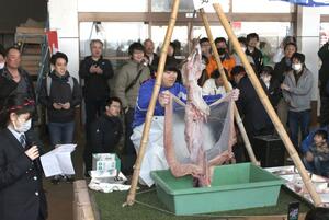 海洋高校の生徒が巧みな包丁さばきを見せたアンコウのつるし切り=3月17日、糸魚川市