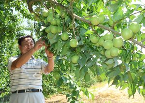 収穫が始まった田上町の特産品「越の梅」=6月14日、田上町田上