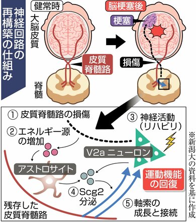 脳梗塞や脳の外傷の新たな治療法開発に光…神経回路再構築の仕組み解明