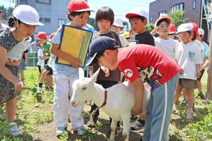 子ヤギと触れ合う田沢小の児童＝十日町市上山己