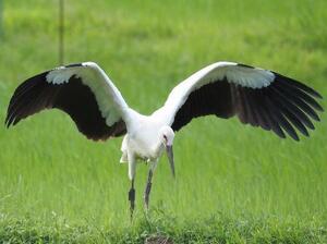 巣立ち直後のコウノトリの幼鳥=3日、兵庫県豊岡市(兵庫県立コウノトリの郷公園提供)
