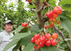 真っ赤に実った矢代農園のサクランボ=6月11日、上越市寺町