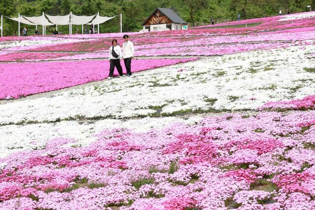 公園に広がる色鮮やかなシバザクラ＝８日、魚沼市根小屋