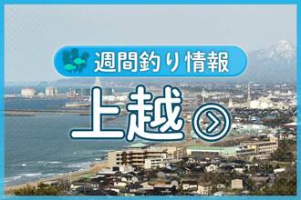 直江津港周辺で40〜50センチのスズキ、40センチほどのイナダ