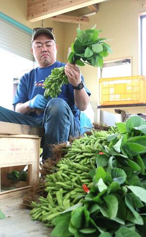 ブランド枝豆「弥彦むすめ」の出荷準備をする上杉圭吾さん＝弥彦村