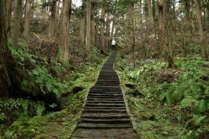 羽黒山のスギ並木と石段=2025年12月、山形県鶴岡市