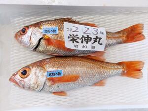 「高規格のどぐろ」の基準を満たしたノドグロ(新潟県提供)