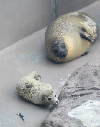 4月4日に生まれたゴマフアザラシの赤ちゃん(手前)。奥は母親のきなこ=5日、新潟市水族館「マリンピア日本海」