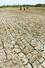 　干ばつでひびが入ったベトナム・ビンダイの田んぼ。温暖化により干ばつが深刻になると指摘される＝２０１６年４月