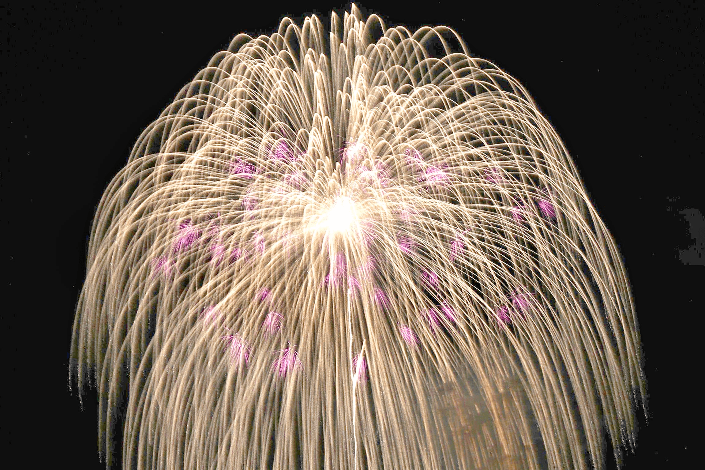 片貝花火 今夏は開催 新潟日報デジタルプラス