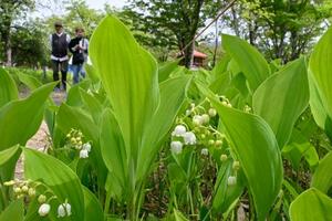 北海道平取町の群生地でつぼみが開き始めたスズラン=23日午後