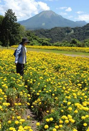 鳥取県南部町の「とっとり花回廊」で見頃を迎えたマリーゴールド。奥は大山=27日