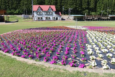 6色の花時計が見頃 新潟日報デジタルプラス