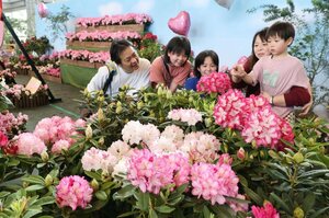 大きく豪華な花房が美しいシャクナゲの展示=4月7日、長岡市の国営越後丘陵公園