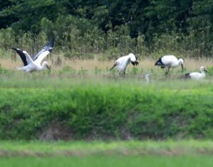 親鳥(左)に見守られ、巣から離れた場所で餌を捕るコウノトリのひなたち=6月13日、上越市吉川区