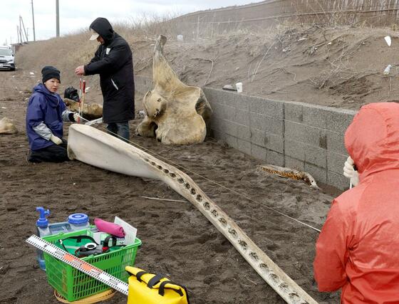 骨の大きさを計測する田島木綿子研究主幹ら=6日、上越市柿崎区
