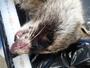 　神奈川県内で捕獲されたアライグマ。黒っぽい粒のように見えるマダニが口元に多数付着している（土井寛大・森林総合研究所主任研究員提供）