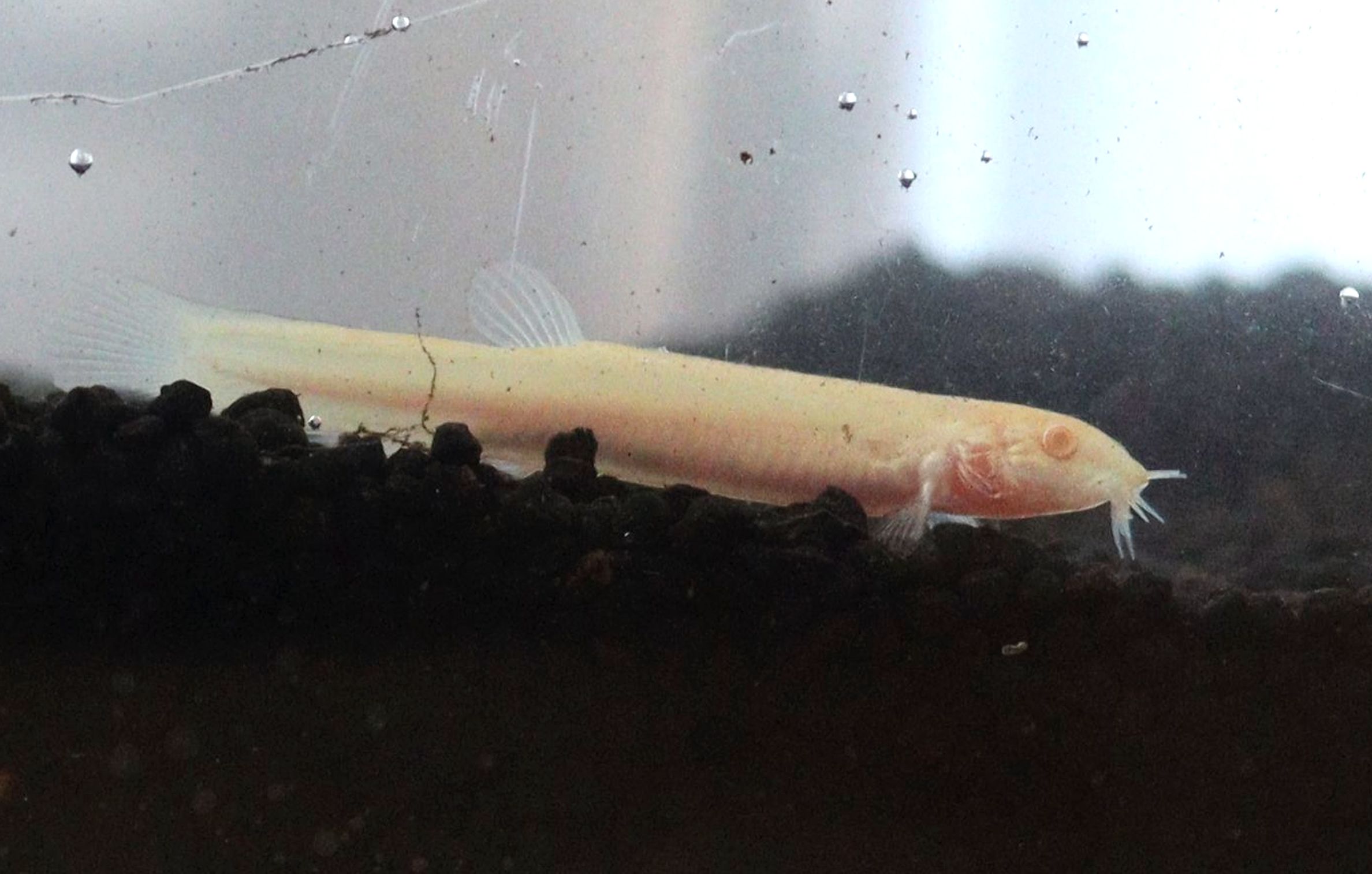 オレンジ色のドジョウ 見 つけた 新潟日報デジタルプラス