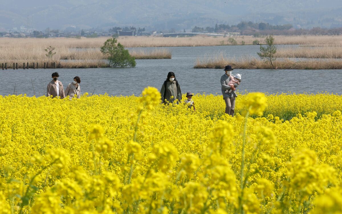新潟市北区 福島潟で菜の花見頃 新潟日報デジタルプラス