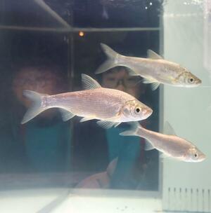 今年の干支にちなんで展示されている「ワタカ」。馬魚とも呼ばれる＝４日、長岡市