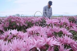 収穫のピークを迎えている食用菊「カキノモト」=新潟市南区