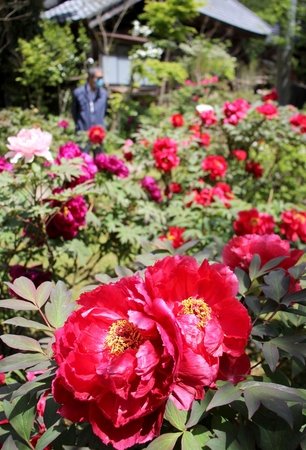 百花の王 古刹彩る 新潟日報デジタルプラス