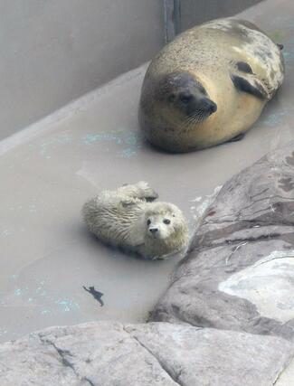 4月4日に生まれたゴマフアザラシの赤ちゃん(手前)。奥は母親のきなこ=5日、新潟市水族館「マリンピア日本海」