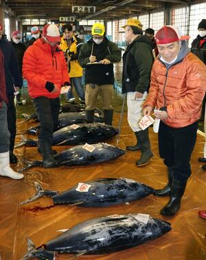 新鮮なマグロなどが並んだ魚介の初競り=佐渡市春日