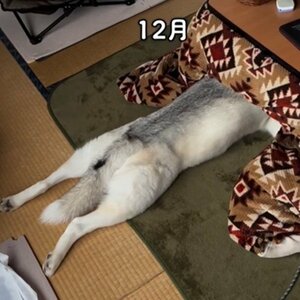 コタツの中で寛ぐアシリちゃん／深山さん（@miya.manet）提供