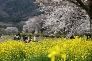 桜と菜の花が見頃を迎えた上堰潟公園=4月12日、新潟市西蒲区