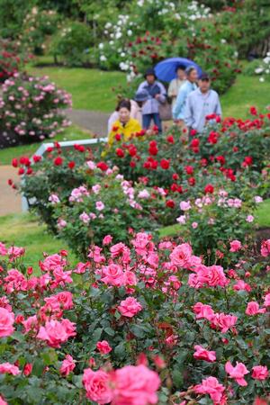 見頃を迎えた国営越後丘陵公園の「香りのばら園」=6月1日、長岡市宮本東方町