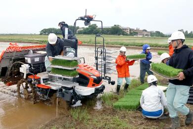 田植えの手伝い、運転、苗運び 苗運びをして、田植え | 新潟コシヒカリ農家「内山農産」スタッフ
