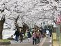 花見客でにぎわう観桜会の会場＝１３日、上越市の高田城址公園