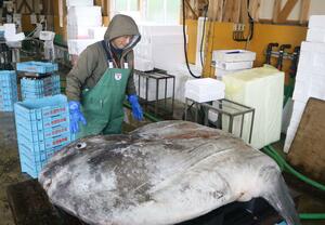 佐渡市和木の沖合の定置網にかかった2・5メートルほどの大きなマンボウ=11月19日、佐渡市春日