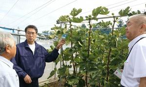 中原八一市長が視察した越の雫の栽培団地=新潟市西蒲区馬堀