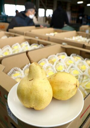 20日の販売解禁を前に、集出荷場に集まったル・レクチエ=19日、加茂市加茂新田