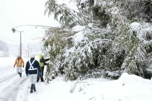道路にはみ出した倒木を除去する作業員ら=12月19日、佐渡市川茂地区