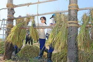 「米岡のはさ木道」ではさ掛けする諏訪小の児童たち=上越市米岡