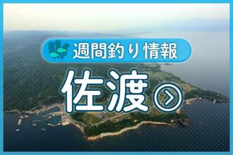 前浜と七浦で50〜70センチのマダイ アジやクロダイ、イナダ、メジナも