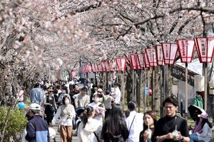 開花宣言後、初の週末でにぎわった高田城址公園の観桜会=4月7日、上越市