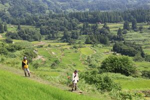 ８月に行われた棚田保全の取り組み「ガチ棚」の様子＝十日町市峠
