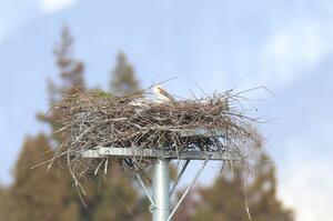 抱卵が確認されたコウノトリ＝１０日、上越市吉川区