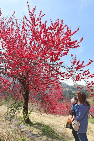 満開を迎え、真っ赤に染まったハナモモの花々＝１４日、柏崎市谷根
