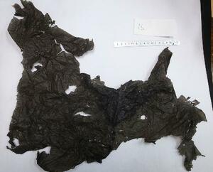 　アオウミガメの体内で見つかった黒いシート状のプラごみ。広げると最長箇所は６０センチを超える。用途は不明（岩崎望・立正大名誉教授提供）